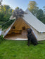 Chocolate Labrador next to a Canvas Bell Tent